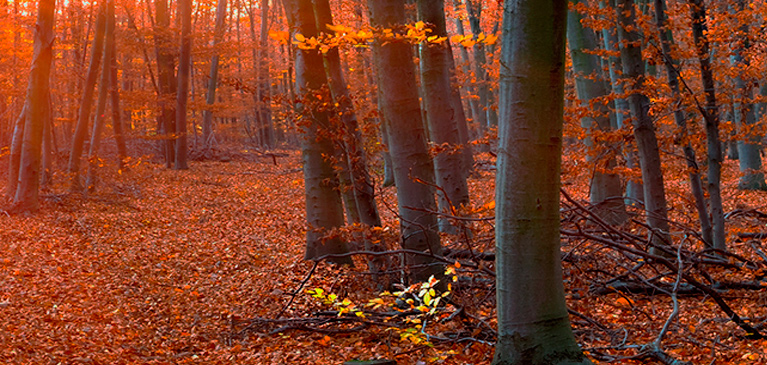 Otoño y hojas