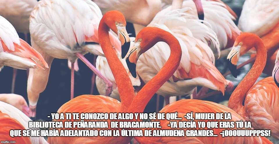 #MemeBibliotecario 27 julio 2018