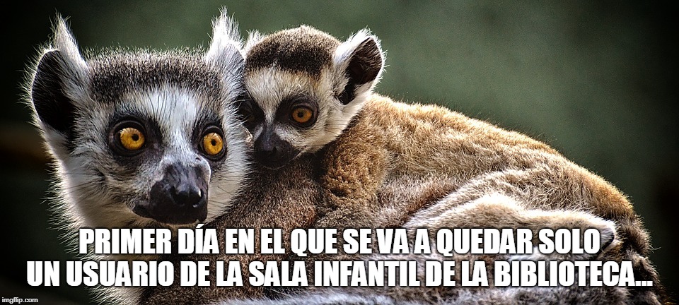 #MemeBibliotecario 28 septiembre 2018