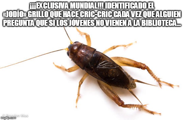 #Memebibliotecario 11 octubre 2019